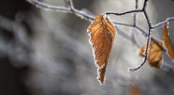 Frost on a leaf