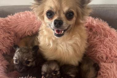 Chihuahua with her pups